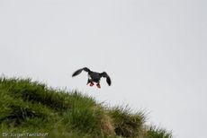 Papageitaucher (9 von 20).jpg